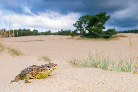 Sand lizard (Lacerta agilis) female in sand dunes, the Netherlands. July. 