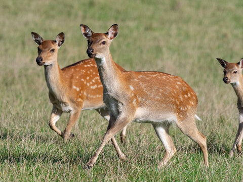 Formosan sika deer (Cervus nippon taiouanus) two females running, captive. 
