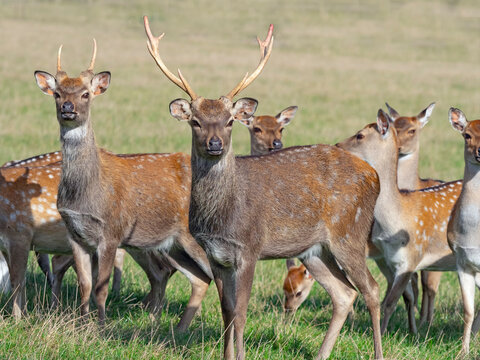 Formosan sika deer (Cervus nippon taiouanus) males with group of females. Captive. 