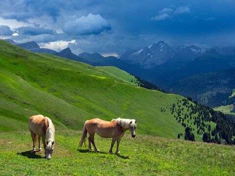 Haflinger horses in Seiser Alm Dolomites plateau, South Tyrol, Italy. 