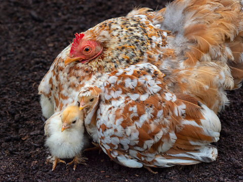 Domestic farmyard hen with newly hatched chicks. 