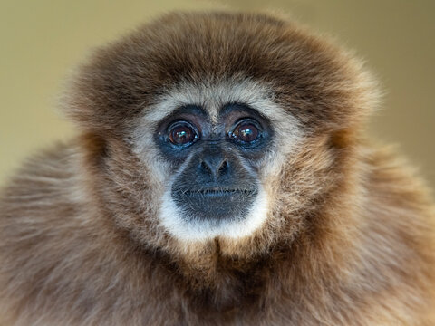 Lar gibbon (Hylobates lar) portrait, captive. 