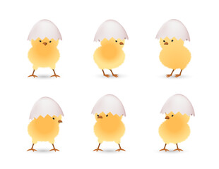 Chicks in upper part of white broken eggs set