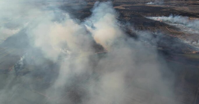 Aerial view of field fire, dy grass buring among the green rice and wheat fields. Aerial view of the clear fire separation line and black layer of burning field and ash