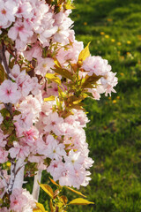 apple blossom background. fruit garden closeup in morning light