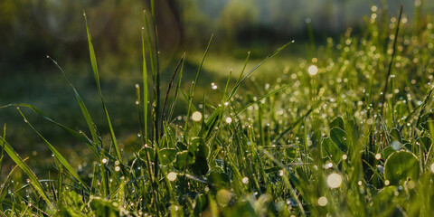 wet grass blades. green environment background