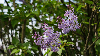 violet branch of lilac shrub in blossom. floral nature background