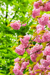 pink blossom of saura in the garden. greeting card background