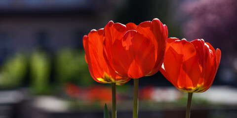red tulips in full bloom. romantic flower