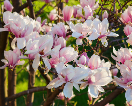 branches of magnolia in full blossom. spring nature background in the park