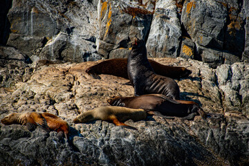 sea lion  on rock
