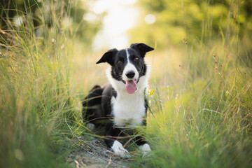 cute border collie puppy lying down on a path in tall green grass looking at the camera