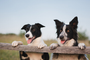 two cute border collie dogs standing on a wooden fence on a field - obrazy, fototapety, plakaty