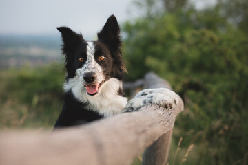 cute border collie dog standing on a wooden fence on a field - Powered by Adobe
