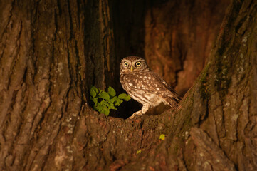 A beautiful little owl sitting in the branches of a tree. Athene noctua in a tree with a blurred...