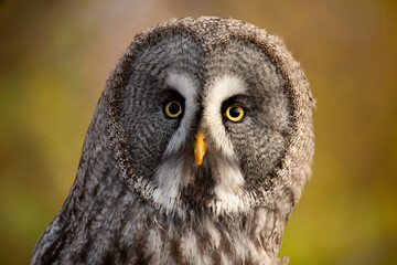 Great grey owl (Strix nebulosa), also known as Great gray owl