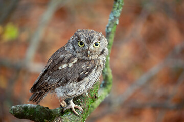 Screech owl. Typical owls (Strigidae) belonging to the genus Megascops
