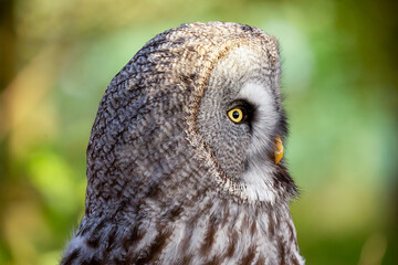 Great grey owl (Strix nebulosa), also known as Great gray owl