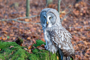 Great grey owl (Strix nebulosa), also known as Great gray owl