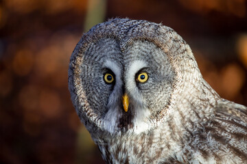 Great grey owl (Strix nebulosa), also known as Great gray owl