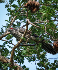 Obraz premium Red eyed female Asian Koel sitting on the branch...