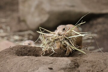 巣穴に藁を運ぶプレーリードッグ