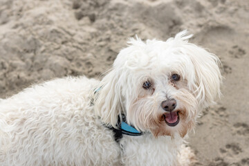 portrait of white dog breed bichon maltese on the beach