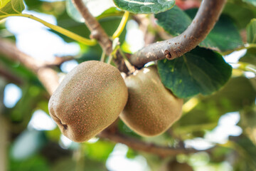 Fresh kiwi fruit on tree growing. Kiwifruit Actinidia