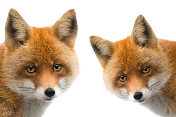  portrait  fox isolated on white background