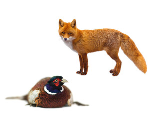 Pheasant and fox isolated on white background