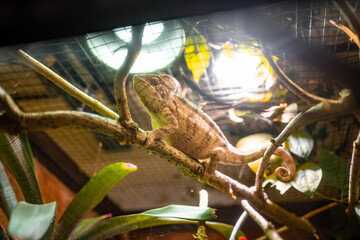 Chameleon in terrarium in one of Prague zoo, Europe.