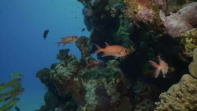 School of Red Soldierfish in shade of coral reef, slow motion. Shoal of Squirrelfish or Blotcheye Soldierfish (Myripristis berndti) swims near reef in its shade in the morning time. Camera moving forw