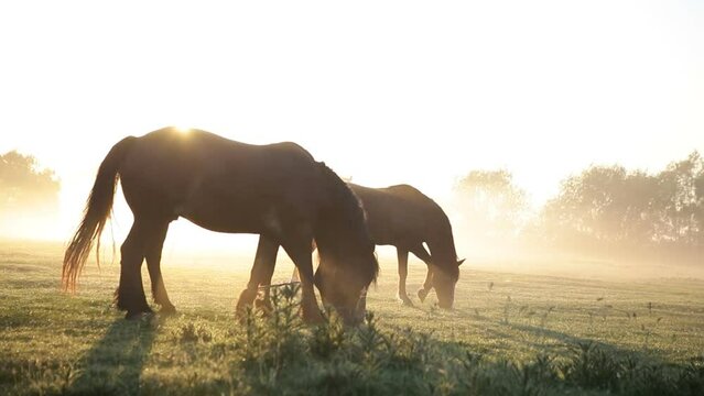 Horses graze at dawn against the backdrop of the rising sun. Morning in the pasture.