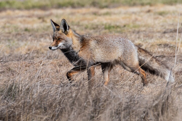 A red fox (Vulpes vulpes) in a field