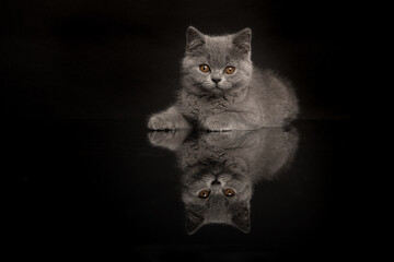 Cute grey british shorthair kitten seen from the front looking at the camera lying down a black background with reflection