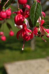 Spring, summer in nature, natural landscape. Blooming flowers in flowerpots. Pink fuchsia flowers Spring flowers in trees, colorful summer flowers