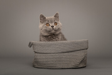 Cute grey british shorthaired kitten sitting in a grey basket with golden eyes looking up on a grey background