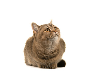 Pretty gold tabby british shorthair cat looking up isolated on a white background with space for copy