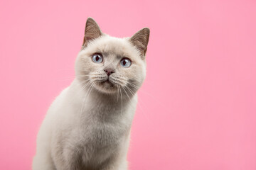 Portrait of a pretty british shorthaired cat looking a little suprised of curious straight at the camera on a pink background