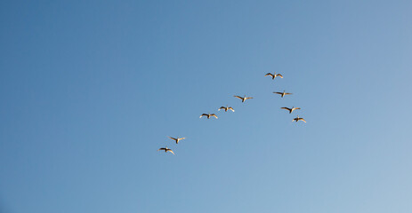 Whooper swans, or common swans, flying and migrating
