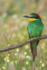  European bee-eater (Merops apiaster)
