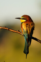  European bee-eater (Merops apiaster)
