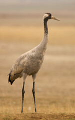 Common crane (Grus grus)