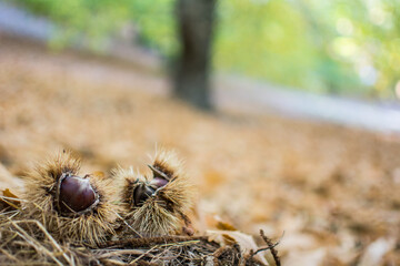 Bosque Cobre Casta Parauta Juzcar