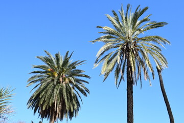 Fototapeta premium palm tree against sky
