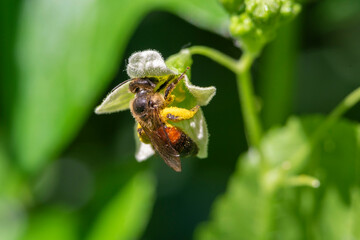 Flying honey bee collecting pollen at flower. Bee flying over the flower on natural background