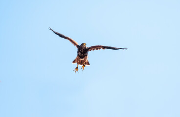 Harris Hawk, Parabuteo unicinctus, in flight. Flying bird of prey.