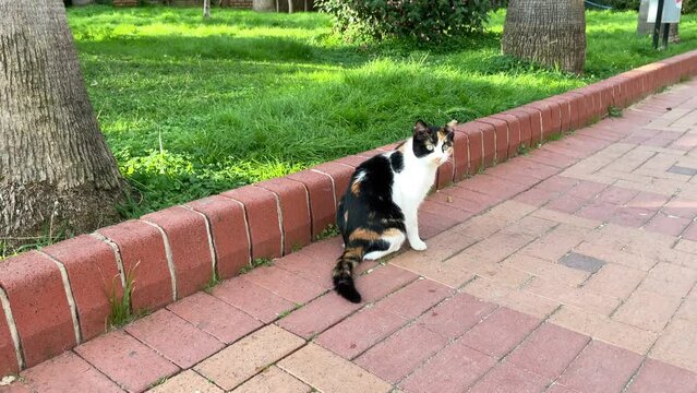 Stra&szlig;e Katze.