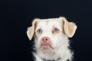 portrait of albino dog, with blue eyes and pink nose showing teeth