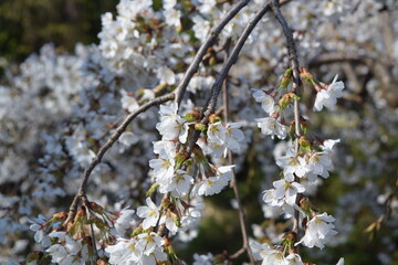 Blooming white cherry tree
